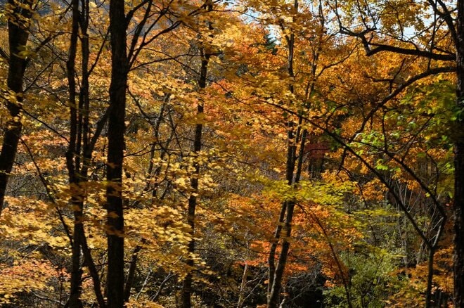 「八ヶ岳×紅葉×秘湯×高原グルメ」の贅沢プラン！  11月の ”おすすめドライブコース国道141号線” が紅葉の最盛期の画像011