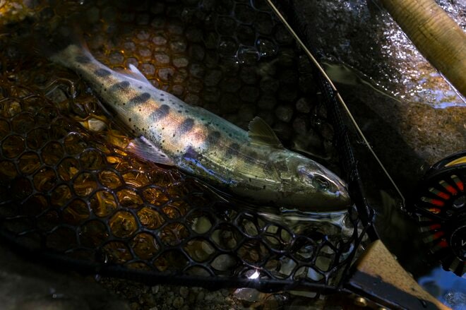 【渓流釣り】涼を求めて夏色の渓へ！ 「激シブだけど、見ているだけも癒されるヤマメたちの姿」 飛騨の清流でフライフィッシング  2025年の画像004