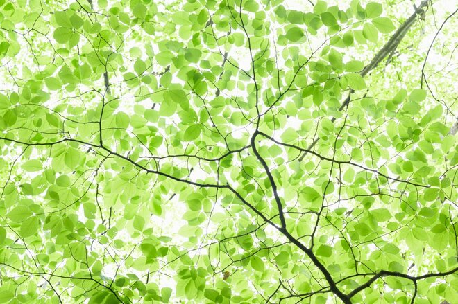 山中の植物に「春から初夏への移り変わり」を感じるお手軽ハイキングルート＜奥多摩・御前山＞の画像003