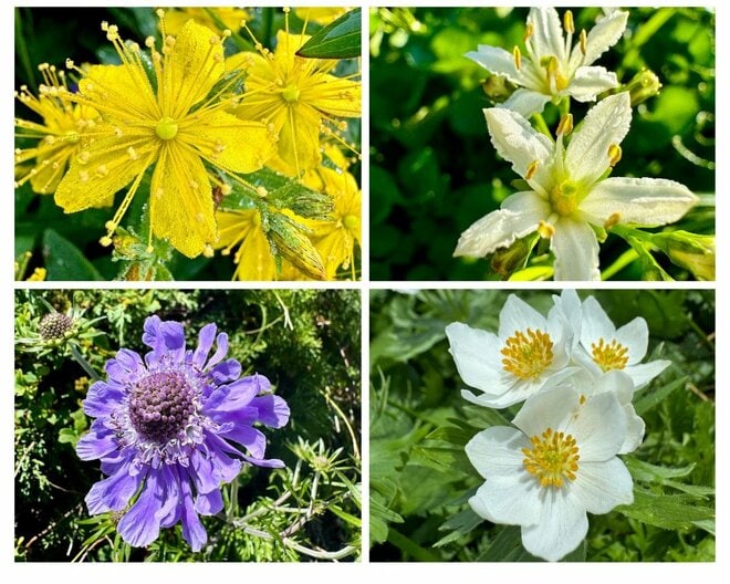 「北アルプス屈指の花の名山へ」 初夏に歩く朝日岳・雪倉岳 1泊2日の山旅【日本で山登りはじめました vol.7】の画像011