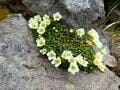 美しく苔むす原生林を歩く「杣添尾根」で八ヶ岳「横岳」へ！  まさに “高山植物の宝庫”  貴重な絶滅危惧種「ツクモグサ」にも会えた！「登山レポ」の画像005