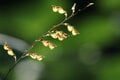 「私をどこかに連れてって」アウトドアは “バカ” がいっぱい！  厄介な “ひっつき虫”【センダングサ】の驚異に迫る《自然観察》の画像008