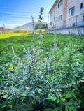 「近づくな！」秋の花粉症を引き起こす「3種のヤッカイ植物」調査レポートの画像003