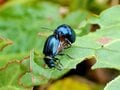 春の訪れを告げる「キラキラ輝く青い虫」の探し方【あなたのすぐそばにいる「季節の虫」の探し方 vol.3】の画像002