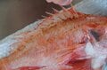 【きまぐれクックにも登場】「これ、ホントに食べられる？」めっちゃレアな人面深海魚「トウジン」のお味はいかに？の画像009