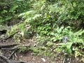 CNN「日本の最も美しい場所31選」に選ばれた日本百名山・新潟県「火打山」の高層湿原「高谷池」驚異の眺望の画像001