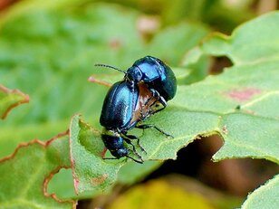 春の訪れを告げる「キラキラ輝く青い虫」の探し方【あなたのすぐそばにいる「季節の虫」の探し方 vol.3】