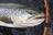 魚が偏食するってホント！？  初夏の中禅寺湖「春ゼミパターン」で「ブラウントラウト64cm」釣果！  現地通い歴20年ライターが教える「簡単すぎるコツ」の画像006
