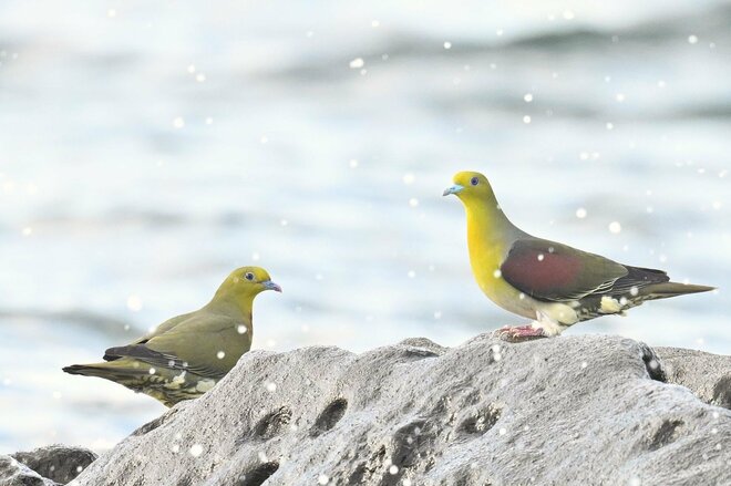 夏だ！ 海だ！ 湘南だ！ 青い海と青い空に舞う緑色のハトの群れ「荒波から危機一髪の脱出劇」 海水を飲むアオバトの珍しい行動に大注目！【神奈川県大磯】2025年の画像001