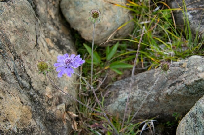この秋「絶景」に会いに行く！ 北アルプスの“入門登山”と言えば人気の「八方池＆唐松岳」で決まり！の画像006