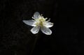 【首都圏近郊】連休明けから初夏に狙いたい植物の宝庫「新緑と花々が萌える日帰りハイキングルート」＜湯ノ丸山＞の画像007