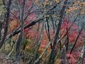 燃えるような紅葉の「鍋割山」へ！  目にも鮮やか「秋色の登山道」に癒やされ＆足を止め… 絶景「11月・丹沢ハイキング」の画像005