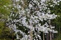 【まだ間に合う山のお花見】車でアクセスできる遅い春「山梨・奥秩父エリア」の開花状況（2026年4月）の画像004