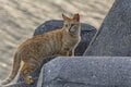 北谷の国際色豊かなビーチサイドで暮らす島猫たちに、ちむどんどん！？「沖縄アメリカ村のボーダーレスキャッツ」【琉球島猫百景 vol.14／沖縄県北谷町】の画像007