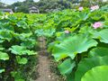 真夏の谷戸に広がるハス田が見頃！ グルメも充実『ハスまつり』意外な生き物との遭遇も【東京都町田市】2023年の画像002