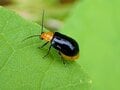 水玉模様の葉を作った犯人の正体とは？  昆虫と植物の攻防戦【あなたのすぐそばにいる「季節の虫」の探し方 vol.22】の画像002