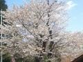 春満開！  駅からハイキング「日和田山」 色鮮やか “桜・ヤマツツジ・シャガ” の彩り＆見晴らし満点の山頂絶景！  3時間半で一周ルート【埼玉県日高市】の画像002