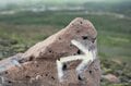【世界的にも珍しい】活動中の火口を間近で見られる「阿蘇山」2022年“夏休みの安全登山”のために知っておきたい「火口規制情報」をおさらいの画像012