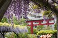花より団子？ いや、どっちも満喫！「亀戸天神」藤の花 雅な紫に彩られた幻想的な世界へ【東京都・江東区】の画像005