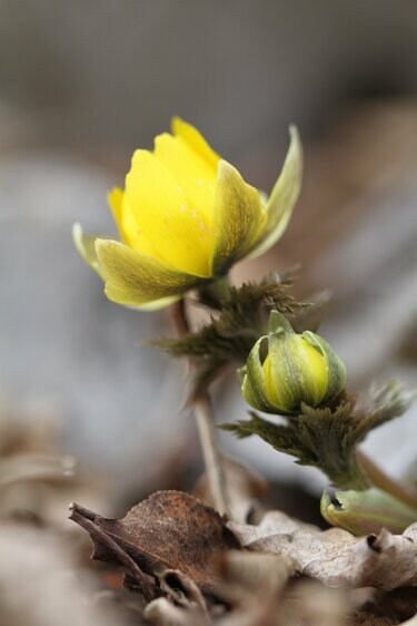 早春に咲くフクジュソウ群落を求めて 花の百名山 藤原岳 三重県 滋賀県 登山 ニュース Bravo Mountain