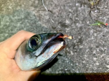 夜でも効果はあるのか実釣検証 エサいらず のサビキ釣り ジグサビキ での まさかの爆釣結果 とは アクティビティ ニュース Bravo Mountain