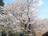 春満開！  駅からハイキング「日和田山」 色鮮やか “桜・ヤマツツジ・シャガ” の彩り＆見晴らし満点の山頂絶景！  3時間半で一周ルート【埼玉県日高市】の画像002