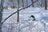 ＜長野県：斑尾高原＞天然のブランド雪「マダパウ」を徹底的に楽しむ【パウダーゲレンデガイド '25】の画像001