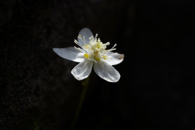 【首都圏近郊】連休明けから初夏に狙いたい植物の宝庫「新緑と花々が萌える日帰りハイキングルート」＜湯ノ丸山＞の画像007