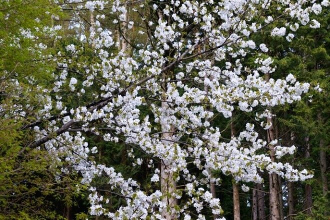【まだ間に合う山のお花見】車でアクセスできる遅い春「山梨・奥秩父エリア」の開花状況（2026年4月）の画像004