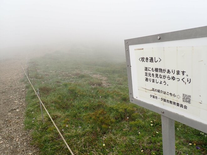 【花の百名山】固有種の花を見るために、林道ゲートオープンと共に夕張岳へ！  2025年・北海道の画像006