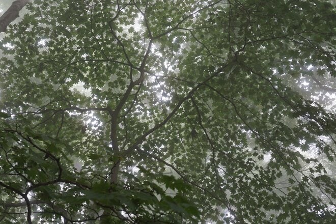 紅葉の時期に再訪したい「花の百名山」御前山「霧の中をゆっくり歩く」実踏レポート【東京都西多摩郡奥多摩町・檜原村】の画像003