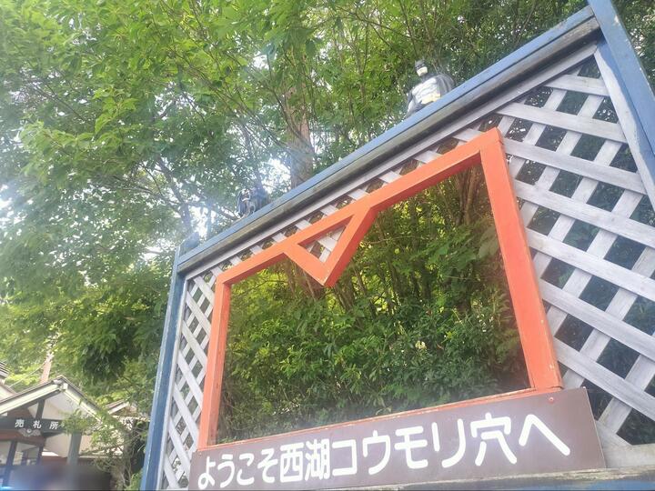 富士山麓で最大規模の「西湖コウモリ穴」内部はまさに非日常空間！  年間通して気温が安定している過ごしやすいアウトドアスポット【山梨県富士河口湖町】 