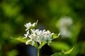 【夏山登山】花の百名山の楽しい季節到来！  高山植物が咲き乱れるお花畑ハイク  2024年の画像003
