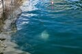 マダイ・シマアジら高級魚も！  釣り師の竜宮城「海上釣り堀」攻略法！ 釣果へのカギは「エサの種類」と「タナ合わせ」の画像001