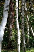 【富士山の次に登る山 vol.1】登山の魅力はムゲン大「パワーを感じる霊山」 秋田駒ヶ岳・白山・御嶽山・大山の画像003