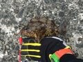 「カサゴとアイナメ」に激似の魚とは？  判別困難な「冬釣り」の風物詩「根魚」の奥深い世界とは？の画像004