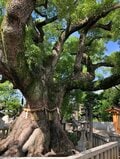 杭全神社の「杭全」はなんと読む！？  大クスノキが見守る神社の中心でカエルと「悪疫退散」を叫ぶ【関西おみくじジャーニー vol.14「杭全神社」／大阪市平野区】の画像001