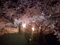 福井県内の「隠れた桜の名所」3選！地元民だけが知っている！「枝垂れ・遺跡・城」の絶景とは？の画像004
