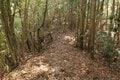 次々に現れる切岸に驚きの連続！  大勢力のはざまで揺れた小豪族の宿命　石見国・松山城〈前編〉（島根県江津市）【戦国の山城を攻める vol.03】の画像003