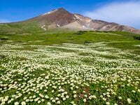 【花と温泉を楽しむ登山】日本一のチングルマ大群生地！ 「大雪山の裾合平」 2023年・北海道
