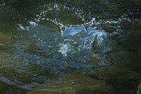【渓流釣り】すっかり野生化している異国のトラウトたち！「釣りを通じて知る生態系」 長野県・梓川 2023年