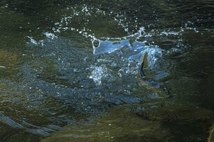 【渓流釣り】すっかり野生化している異国のトラウトたち！「釣りを通じて知る生態系」 長野県・梓川 2023年