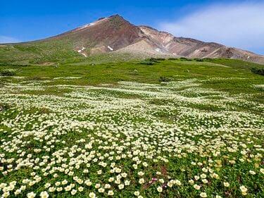 花と温泉を楽しむ登山】日本一のチングルマ大群生地！ 「大雪山の裾合平」 2023年・北海道｜登山｜レポート｜BRAVO MOUNTAIN