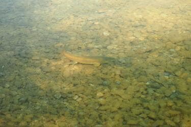 魚が偏食するってホント！？ 初夏の中禅寺湖「春ゼミパターン」で