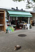 「うりずん」の季節に沖縄本島北部の中核都市・名護の市街地で出会ったシマネコたち【琉球島猫百景 vol.10  名護「屋根の上のニャ～ゴ」】の画像010