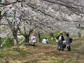 知る人ぞ知る「絶景のサクラ並木」総距離5km・1700本「虎山の千本桜」コスプレイヤーも集う「まるで異世界」写真映えスポット【埼玉県東秩父村】の画像003