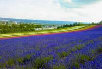 カラフルに染まる、夏の北海道！  年間100万人が訪れる「ラベンダー畑」と「富良野・美瑛」の絶景スポット！  森林浴＆散策で満喫