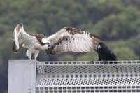 【バードウォッチング】エメラルドグリーンに輝く絶海の離島で子育てを始めた猛禽類「ミサゴ」 カラスの執拗なちょっかいに怒り爆発の瞬間を目撃した！  長崎県｜2026年