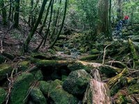 ジブリ映画『もののけ姫』の世界！ 2泊3日、装備14kg、総距離30kmの「世界遺産・屋久島」女子ソロ縦走！「日本百名山・宮之浦岳〜縄文杉〜白谷雲水峡」ルート