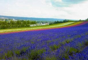 カラフルに染まる、夏の北海道！  年間100万人が訪れる「ラベンダー畑」と「富良野・美瑛」の絶景スポット！  森林浴＆散策で満喫